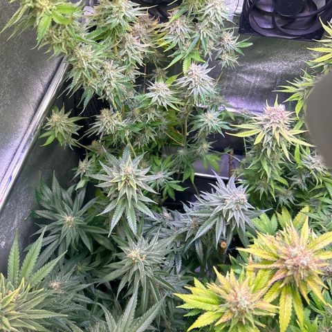 Raspberry Cough growlog timeline photo