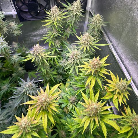 Raspberry Cough growlog timeline photo