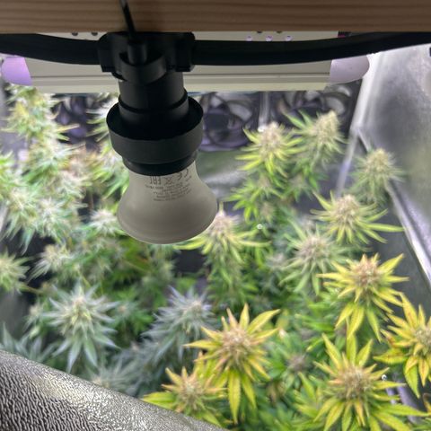 Raspberry Cough growlog timeline photo
