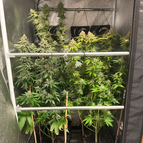 Raspberry Cough growlog timeline photo