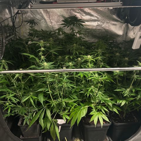 SexBud growlog timeline photo