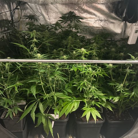 SexBud growlog timeline photo
