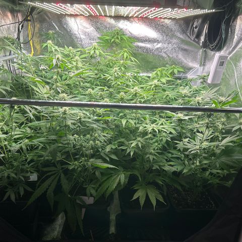 SexBud growlog timeline photo