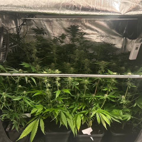 SexBud growlog timeline photo