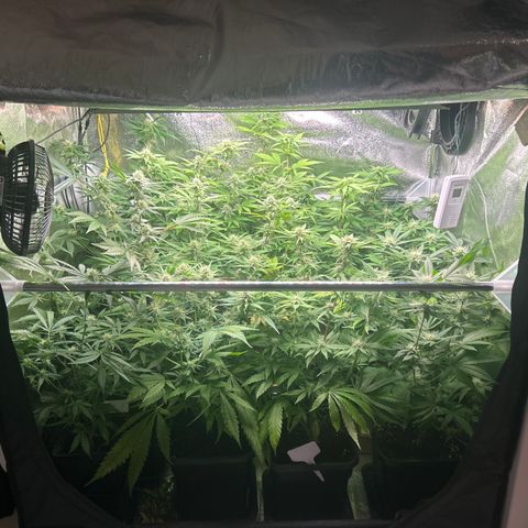 SexBud growlog timeline photo