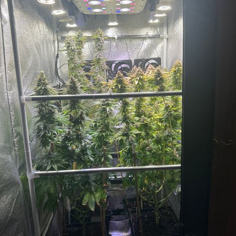 Raspberry Cough growlog timeline photo