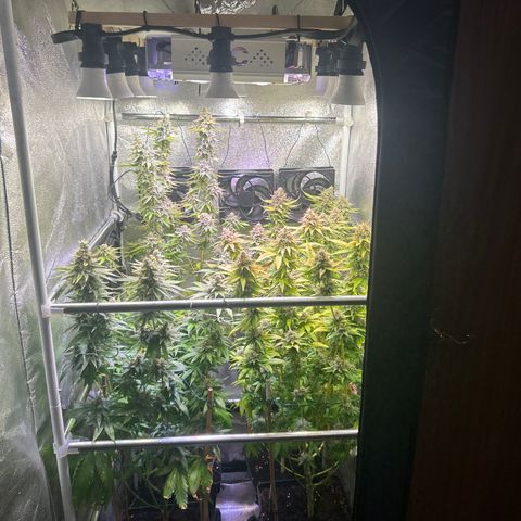 Raspberry Cough growlog timeline photo