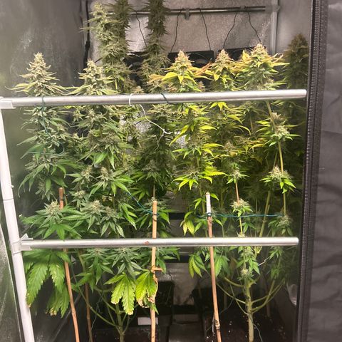 Raspberry Cough growlog timeline photo