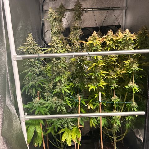 Raspberry Cough growlog timeline photo
