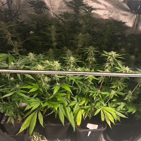 SexBud growlog timeline photo