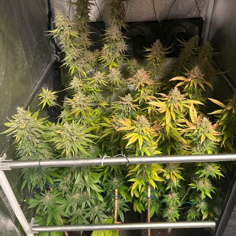 Raspberry Cough growlog timeline photo