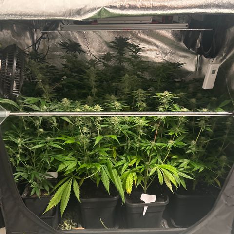 SexBud growlog timeline photo