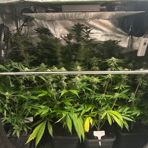 SexBud growlog timeline photo