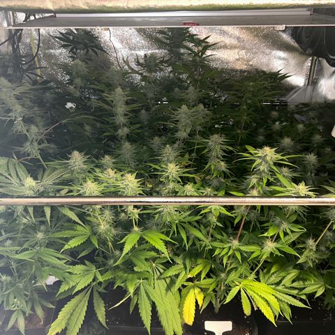 SexBud growlog timeline photo