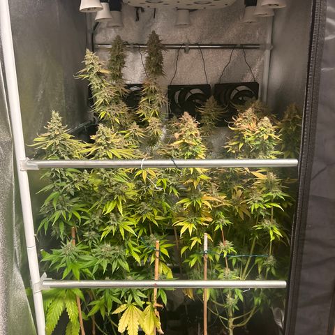 Raspberry Cough growlog timeline photo