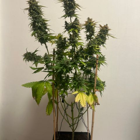 Raspberry Cough growlog timeline photo