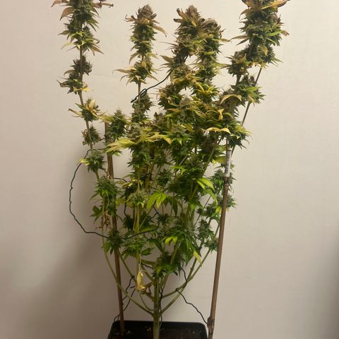 Raspberry Cough growlog timeline photo