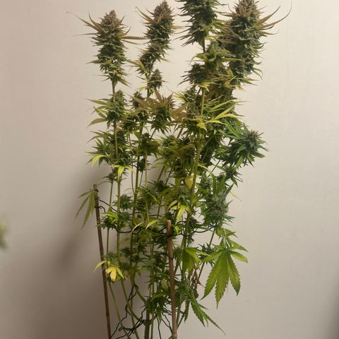 Raspberry Cough growlog timeline photo