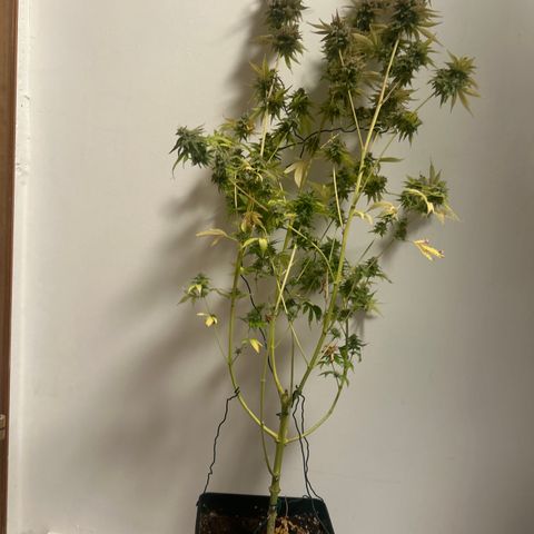 Raspberry Cough growlog timeline photo