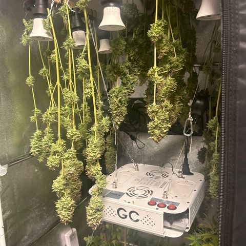 Raspberry Cough growlog timeline photo