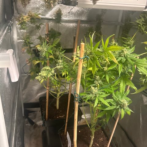 Raspberry Cough growlog timeline photo