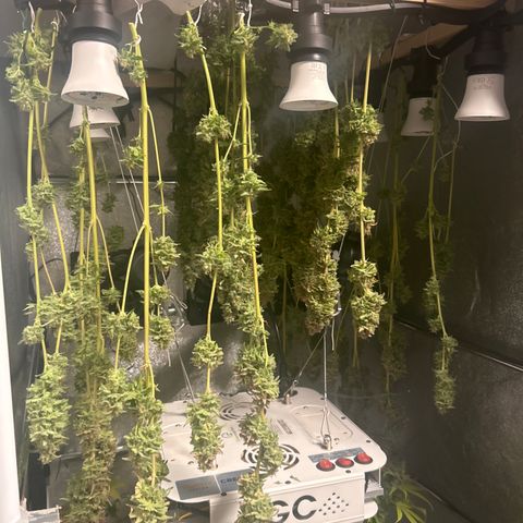 Raspberry Cough growlog timeline photo
