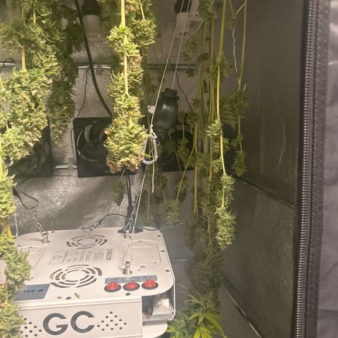 Raspberry Cough growlog timeline photo