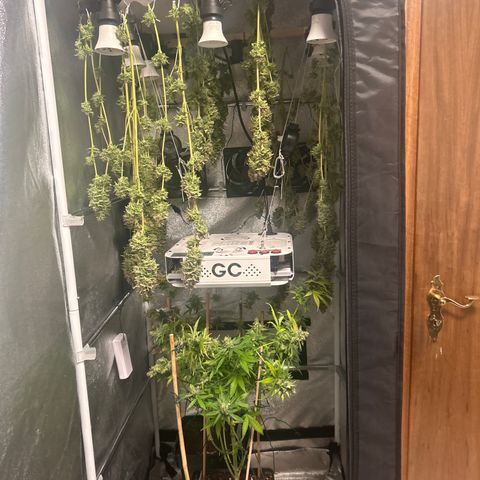 Raspberry Cough growlog timeline photo