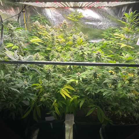 SexBud growlog timeline photo