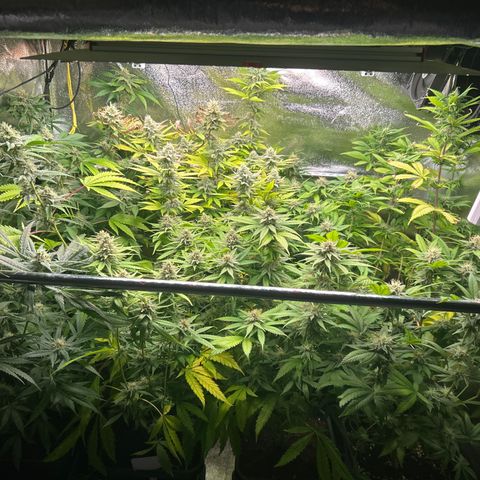 SexBud growlog timeline photo