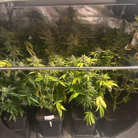 SexBud growlog timeline photo