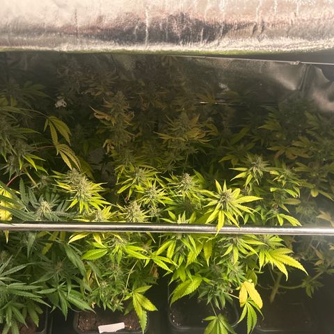 SexBud growlog timeline photo