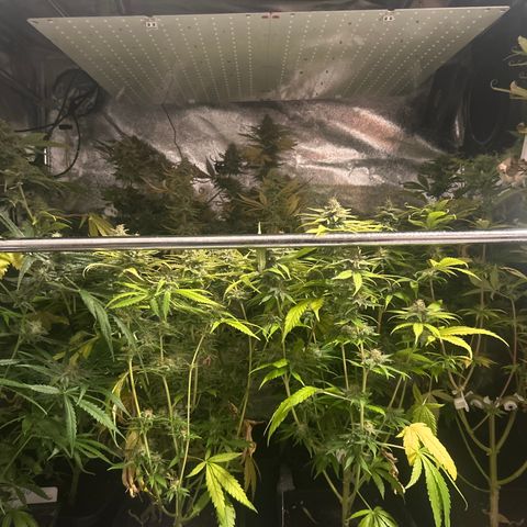 SexBud growlog timeline photo