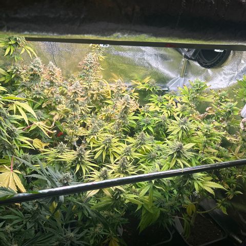 SexBud growlog timeline photo