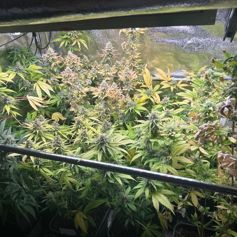SexBud growlog timeline photo