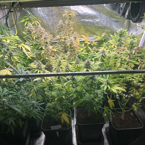 SexBud growlog timeline photo