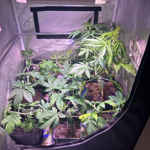 Apple Fritter Automatic growlog timeline photo