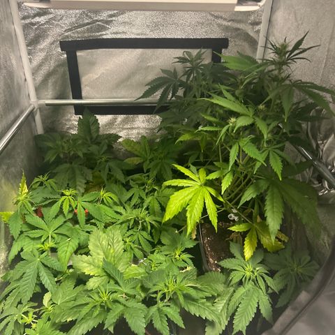 Apple Fritter Automatic growlog timeline photo