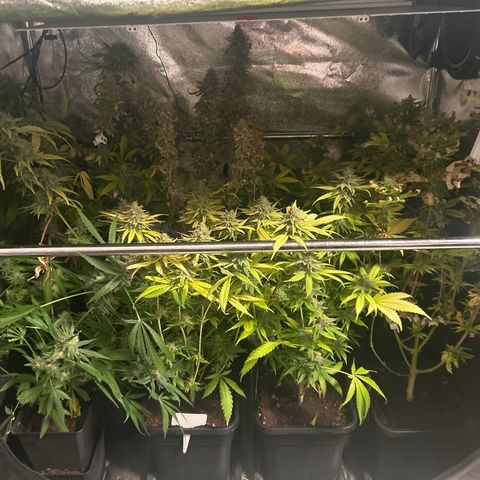 SexBud growlog timeline photo