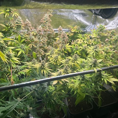 SexBud growlog timeline photo