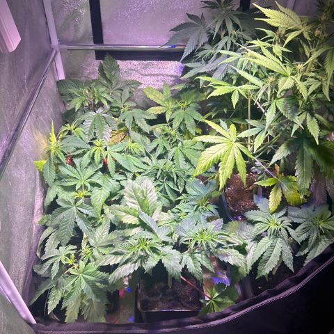 Apple Fritter Automatic growlog timeline photo