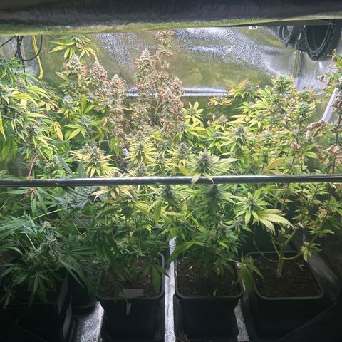 SexBud growlog timeline photo
