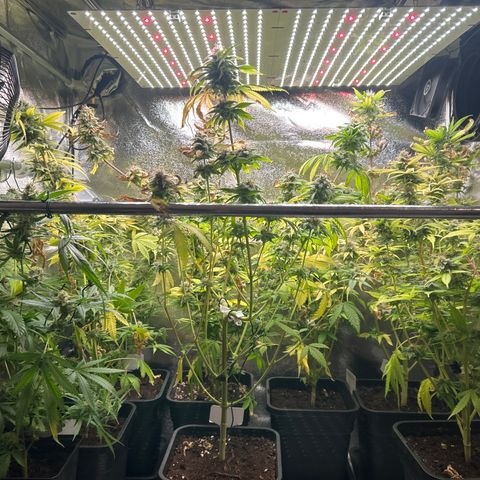 SexBud growlog timeline photo