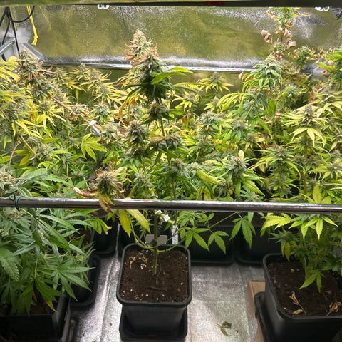 SexBud growlog timeline photo