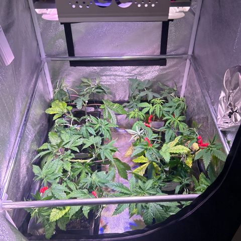 Apple Fritter Automatic growlog timeline photo