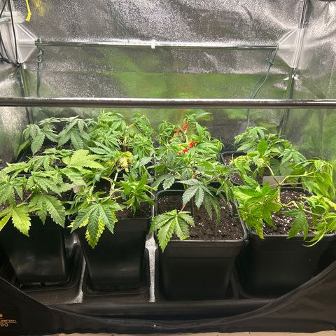 Apple Fritter Automatic growlog timeline photo