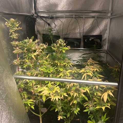 SexBud growlog timeline photo