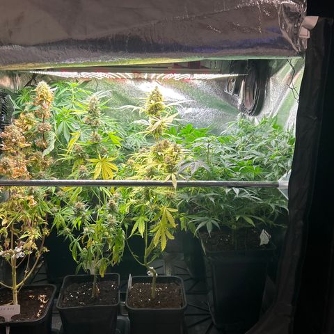 SexBud growlog timeline photo