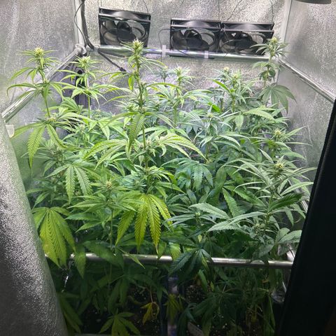 SexBud growlog timeline photo