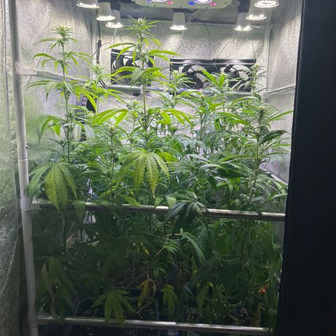 SexBud growlog timeline photo